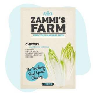 Sementes de chicória (Cichorium intybus)