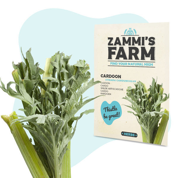 Sementes de cardo (Cynara cardunculus)