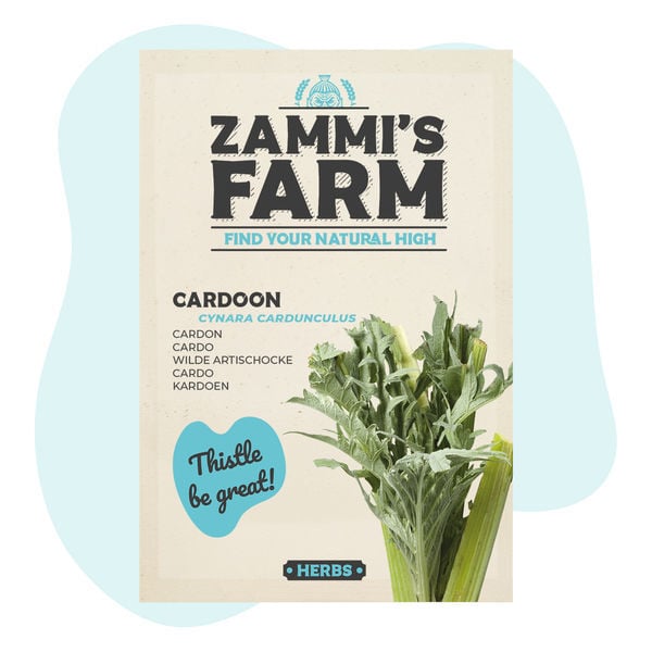 Sementes de cardo (Cynara cardunculus)