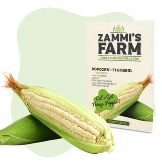 Sementes de milho para pipocas (Zea mays) - F1 híbrido