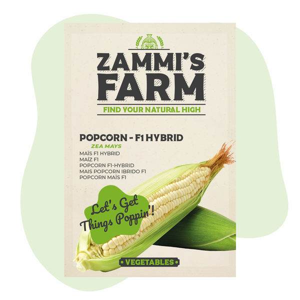 Sementes de milho para pipocas (Zea mays) - F1 híbrido