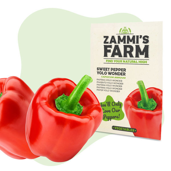 Sementes de pimento doce Yolo Wonder (Capsicum annuum)