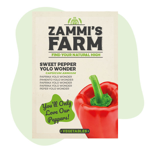 Sementes de pimento doce Yolo Wonder (Capsicum annuum)