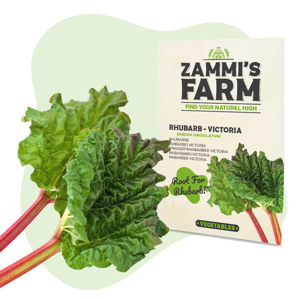 Sementes de ruibarbo Victoria (Rheum undulatum)