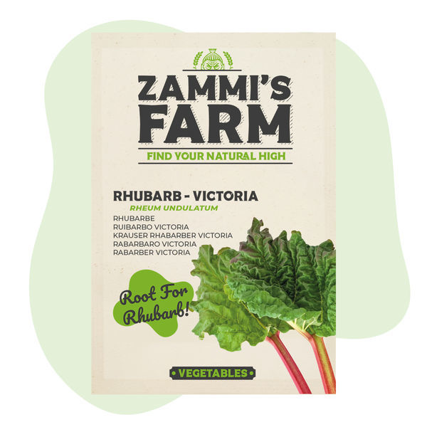 Sementes de ruibarbo Victoria (Rheum undulatum)