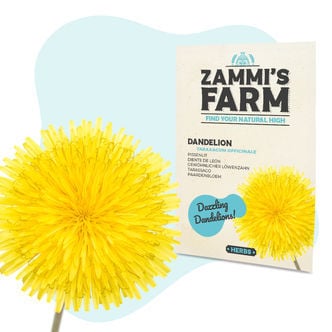 Sementes de dente-de-leão (Taraxacum officinale)