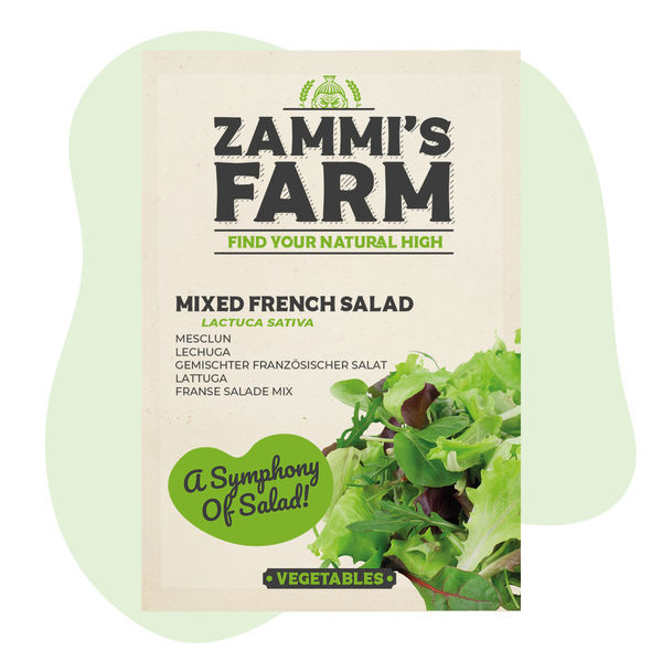 Sementes de Alface Francesa Mista (Lactuca sativa)