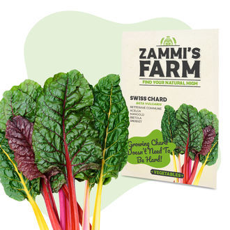 Sementes de acelga suíça vermelha (Beta vulgaris)