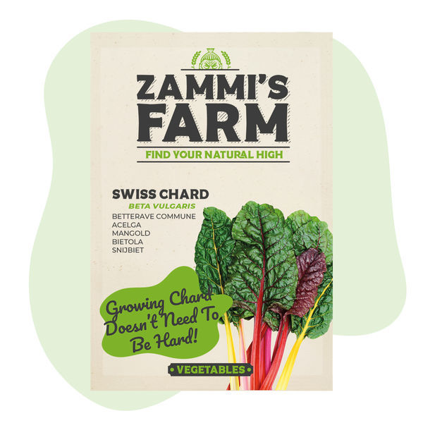 Sementes de acelga suíça vermelha (Beta vulgaris)