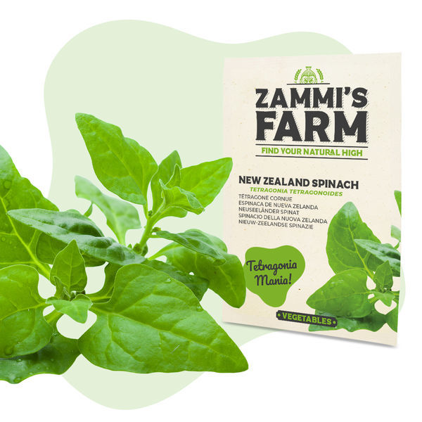 Sementes de espinafre-da-Nova Zelândia (Tetragonia tetragonoides)