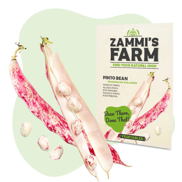 Sementes de feijão-pinto (Phaseolus vulgaris)