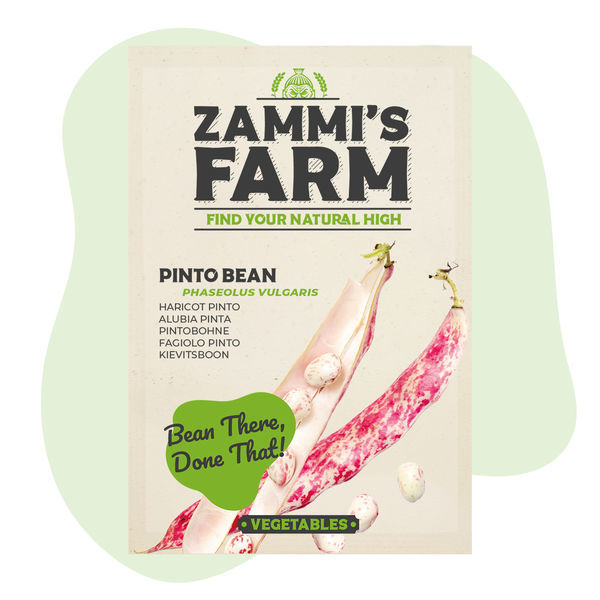 Sementes de feijão-pinto (Phaseolus vulgaris)