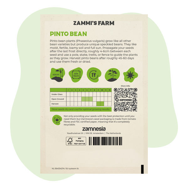 Sementes de feijão-pinto (Phaseolus vulgaris)