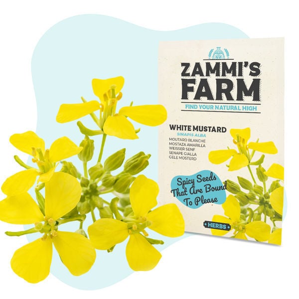 Sementes de mostarda-branca (Sinapis alba)