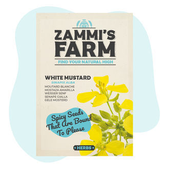 Sementes de mostarda-branca (Sinapis alba)