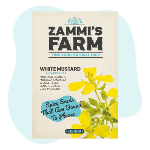 Sementes de mostarda-branca (Sinapis alba)