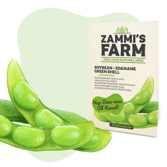 Sementes de soja 'Edamame Green Shell' (Glycine max)