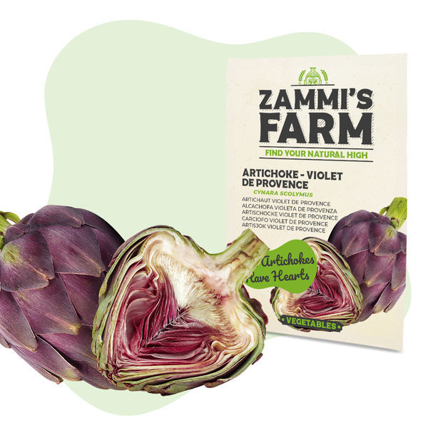 Sementes de Alcachofra 'Violet de Provence' (Cynara scolymus)