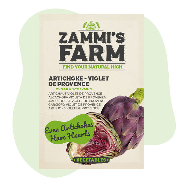 Sementes de Alcachofra 'Violet de Provence' (Cynara scolymus)