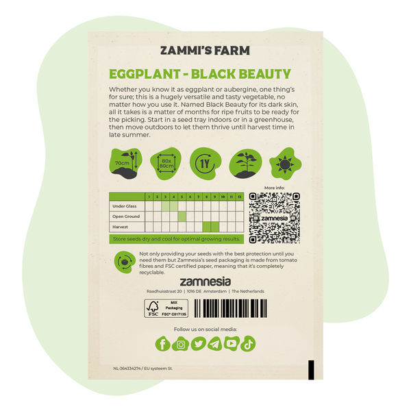 Sementes de beringela 'Black Beauty' (Solanum melongena)