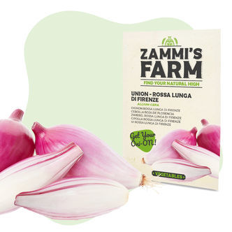 Sementes de cebola 'Rossa lunga di Firenze' (Allium cepa)