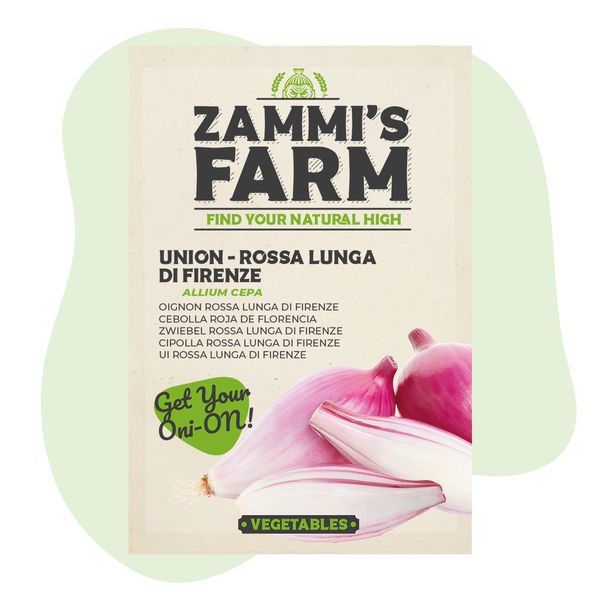 Sementes de cebola 'Rossa lunga di Firenze' (Allium cepa)