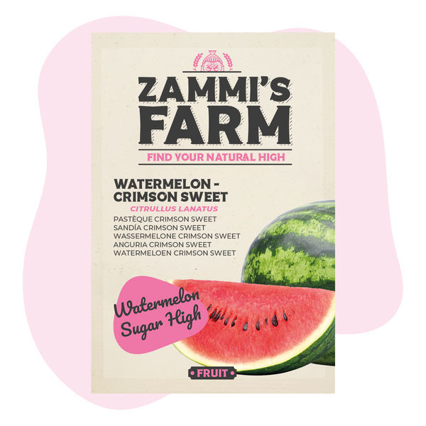 Sementes de melancia 'Crimson Sweet' (Citrullus lanatus)