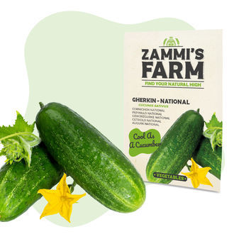 Sementes de pepino 'National' (Cucumis sativus)