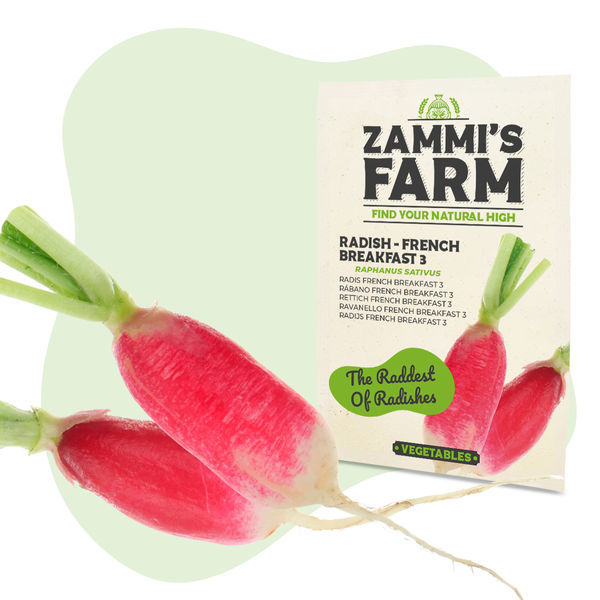 Sementes de rabanete 'French Breakfast 3' (Raphanus sativus)