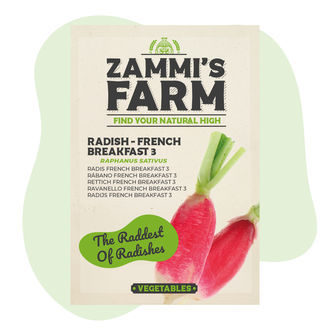 Sementes de rabanete 'French Breakfast 3' (Raphanus sativus)