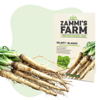 Sementes de salsifí 'Blanco' (Tragopogon porrifolius)