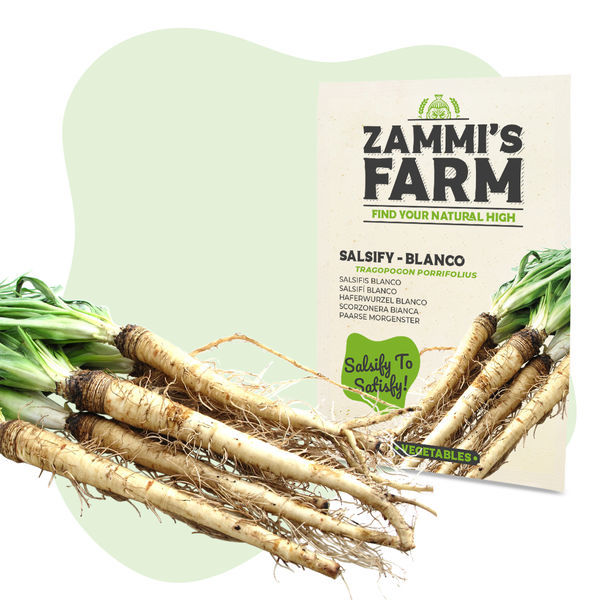 Sementes de salsifí 'Blanco' (Tragopogon porrifolius)