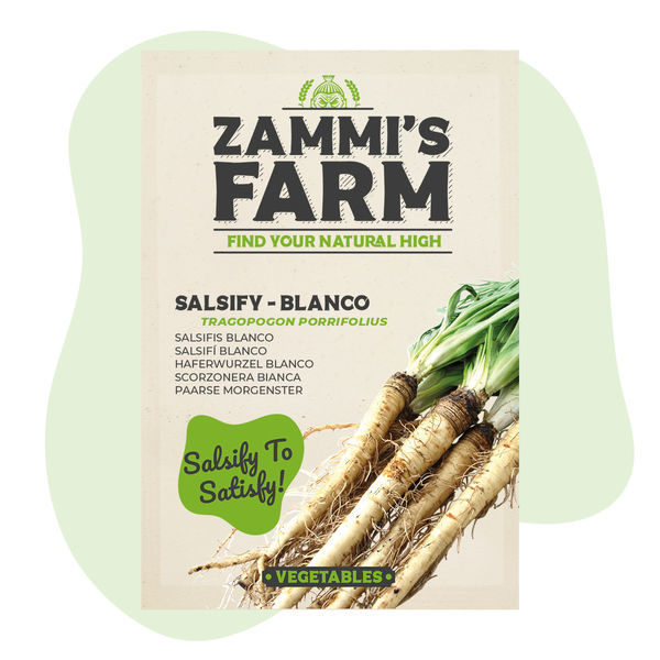 Sementes de salsifí 'Blanco' (Tragopogon porrifolius)