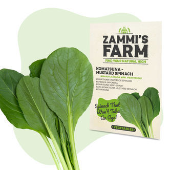 Sementes de Komatsuna (Brassica rapa var. perviridis)