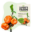 Sementes de Pumpkin on a Stick (Solanum aethiopicum)