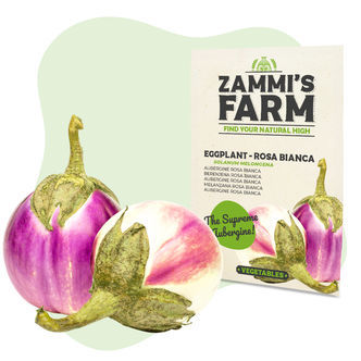 Sementes de beringela 'Rosa Bianca' (Solanum melongena)