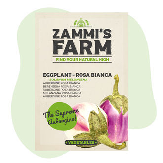 Sementes de beringela 'Rosa Bianca' (Solanum melongena)