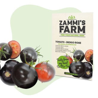 Sementes de tomate Indigo Rose (Solanum lycopersicum)