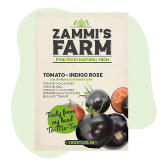 Sementes de tomate Indigo Rose (Solanum lycopersicum)