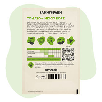 Sementes de tomate Indigo Rose (Solanum lycopersicum)