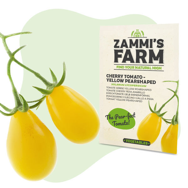 Sementes de tomate-cereja amarelo (Solanum lycopersicum)