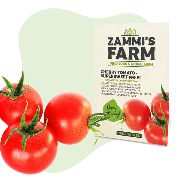 Sementes de tomate cherry 'Supersweet 100 F1' (Solanum lycopersicum)