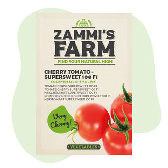 Sementes de tomate cherry 'Supersweet 100 F1' (Solanum lycopersicum)