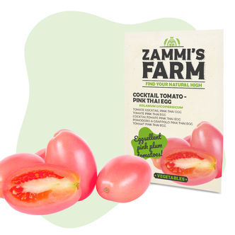 Tomate-cocktail 'Thai Pink Egg' (Solanum lycopersicum) – Sementes