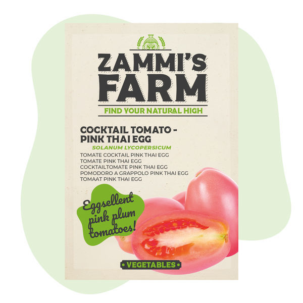 Sementes de tomate-cocktail 'Thai Pink Egg' (Solanum lycopersicum)