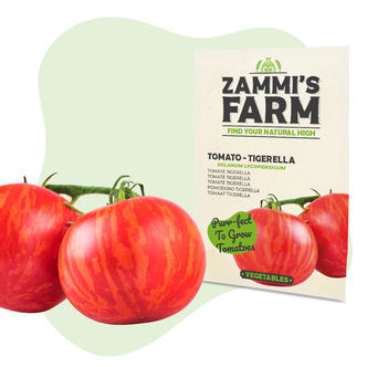 Sementes de tomate Tigerella (Solanum lycopersicum)