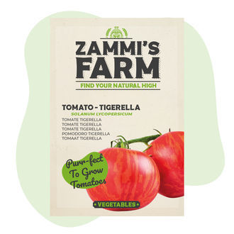 Sementes de tomate Tigerella (Solanum lycopersicum)