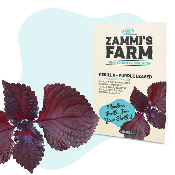 Sementes de Perilla Roxa (Perilla frutescens)