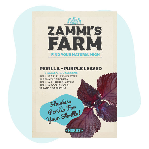 Sementes de Perilla Roxa (Perilla frutescens)