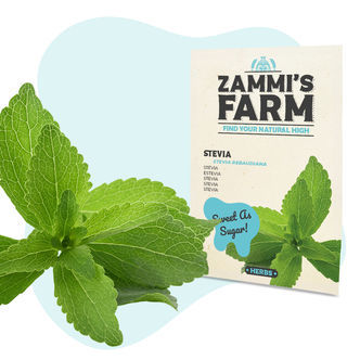 Sementes de stevia (Stevia rebaudiana)